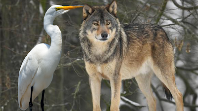 The story of the cunning wolf and the greedy crane : Don’t believed in the wrong person.