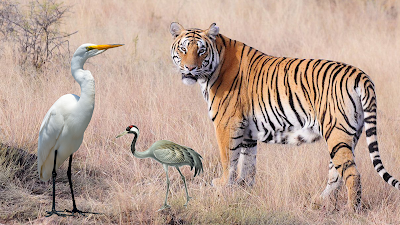 The story of the tiger and crane : Don’t believe who is hypocritical by born